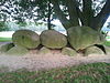 Hunebed D21 (Bronneger) -  Hunebed D21 bij Bronneger, augustus 2004 