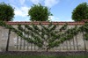Leifruit tegen de tuinmuur.