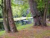 Dikke bomen in de Overtuin..JPG
