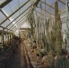 Interieur historische kas met cactussen