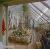 Interieur historische kas met cactussen