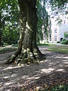 Tiel Rijksmonument 520658 oude beuk in Ambtmanstuin.JPG -  Tiel Rijksmonument 520658 oude beuk in Ambtmanstuin bij Ambtmanshuis 