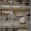 Aansluiting noordelijk deel traptoren (rechts) op zuidwestelijke toren (links) - Nederhemert-Zuid - 20342367 - RCE -  Kasteel Nederhemert: Aansluiting noordelijk deel traptoren (rechts) op zuidwestelijke toren (links) (opmerking: Gefotografeerd in het kader van Kanjerproject) 