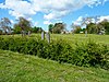 Weiwerd - wierde met kerkhof -  Wierde van Weiwerd, kerkhof