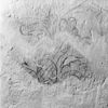 Detail gewelfschildering in koor - Uithuizen - 20211195 - RCE -  Nederlands Hervormde Kerk: detail gewelfschildering in koor 