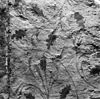 Detail, schildering oost gevel - Baflo - 20027426 - RCE -  N.H.Kerk: detail, schildering oost gevel 