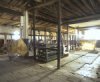 Interieur, overzicht van de stal met koeien
