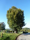Noorbeek-Wegkruis aan boom tegenover Schey 3 (2).JPG -  Cross at tree next to Schey 3, Noorbeek, Limburg, the Netherlands  Wegkruis aan boom tegenover Schey 3, Noorbeek, Limburg, Nederland