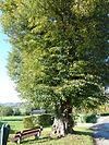Noorbeek-Wegkruis aan boom tegenover Schey 3 (3).JPG -  Cross at tree next to Schey 3, Noorbeek, Limburg, the Netherlands  Wegkruis aan boom tegenover Schey 3, Noorbeek, Limburg, Nederland