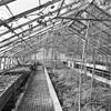 Interieur, overzicht kleine kas met tabletten - Molenhoek - 20002599 - RCE -  Jachtslot Mookerheide: Interieur, overzicht kleine kas met tabletten 