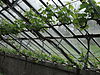 Rijksmonument 511899 Druivenkas Kasteel Heeswijk 4.JPG