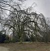 Devotiebos, treurbeuk - Zundert - 20346944 - RCE -  Voormalig Klooster Sint Anna: Devotiebos, treurbeuk 