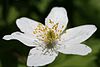 Anemone nemorosa (xndr) - Anemone_nemorosa Thijsses Hof, Bloemendaal, the Netherlands 17 april 2006