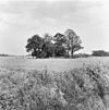 OVERZICHT - Tilligte - 20266421 - RCE -  HUNENBORGSEWEG 11: OVERZICHT 