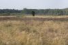 Ter hoogte van de bosrand ligt de nederzetting uit het laat-Neolithicum en vroege 