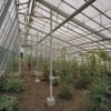 Interieur asymmetrische ijzeren perzikenkas