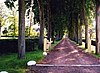 Eese oprijlaan -  De oprijlaan van havezate de Eese te Eesveen. 