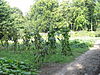 Zuylestein - Moestuin - 2