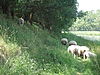 Grebbelinie Woudenberg bij de Pothbrug.JPG -  Grebbeliniedijk Woudenberg, bij de Pothbrug Dit is een foto van een rijksmonument met nummer 528652 kich / rce 