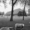 Overzicht schuur - Nieuwdorp - 20164179 - RCE -  Landlust: overzicht schuur 