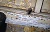 INTERIEUR, BESCHILDERD PLAFOND, DETAIL - Middelburg - 20263821 - RCE -  INTERIEUR, BESCHILDERD PLAFOND, DETAIL 