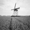 Ronde stenen grondzeiler Buiten Verwachting aan het einde van de Molenweg in de Monierepolder van opzij gefotografeerd - Middelburg - 20352624 - RCE -  Buiten Verwachting/ Buiten Verwachting: Ronde stenen grondzeiler Buiten Verwachting aan het einde van de Molenweg in de Monierepolder van opzij gefotografeerd (opmerking: Gefotografeerd voor Monumenten In Nederland Zeeland) 
