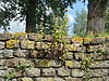 Sluis Stenen Beer R04 -  Sluis (Nederland): de 'Stenen Beer', detail  Sluis (the Netherlands): detail of the Stenen Beer (old fortification) FranÃ§ais : Sluis (Pays-Bas) : dÃ©tail du Stenen Beer (ancienne fortification) 