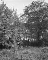 R.K.Pastorie, tuin - 's-Gravenhage - 20085577 - RCE -  R.K. St.Jacobuskerk: R.K.Pastorie, tuin 
